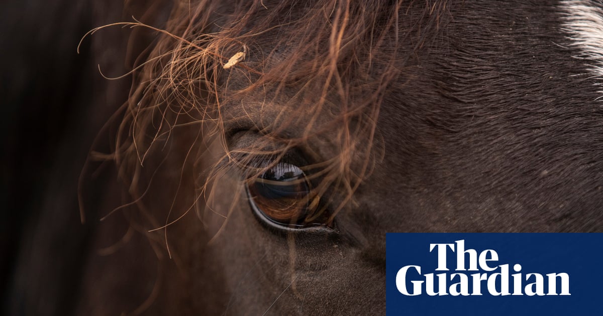 image of the eye of a wild mustang